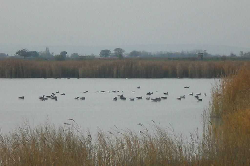 Ferienwohnungen Feldsee Illmitz Exterior foto