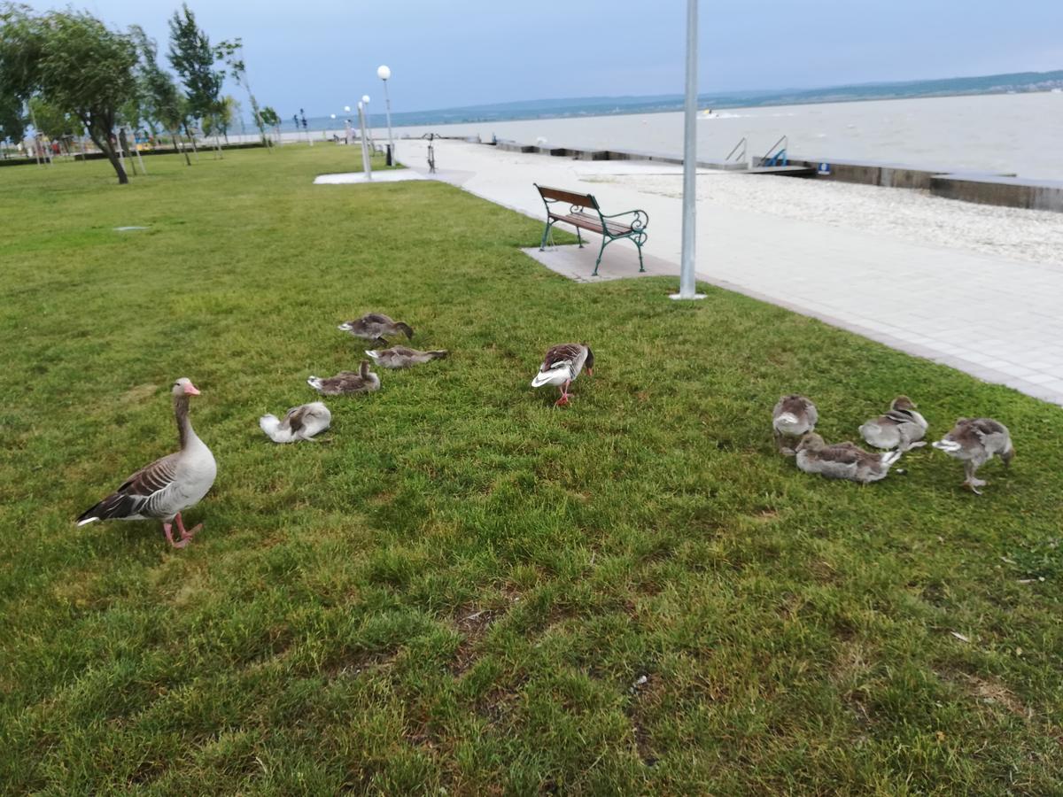 Ferienwohnungen Feldsee Illmitz Exterior foto